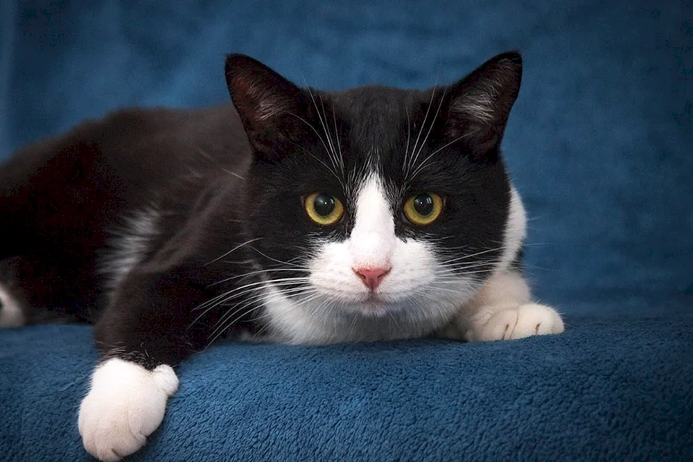 Manks Katzenrasse