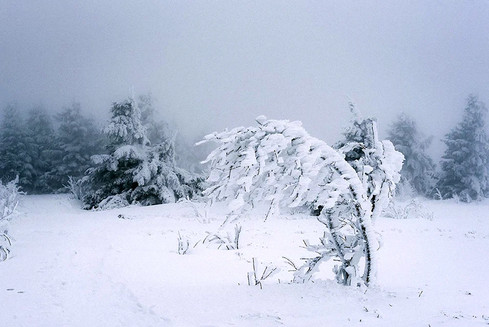 Snowstorm in Jakutsk. Silberwind