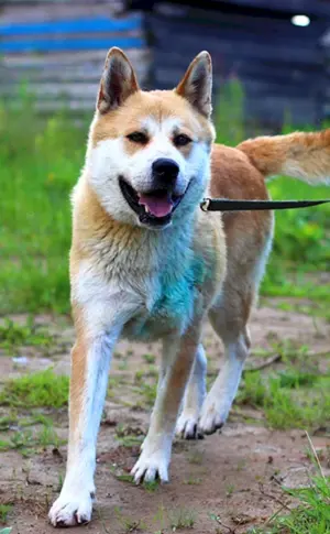 Akita inu