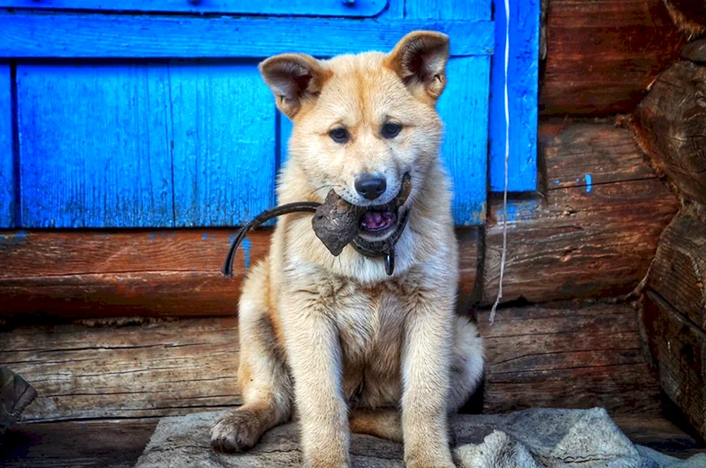 Akita mestizo Akita inu