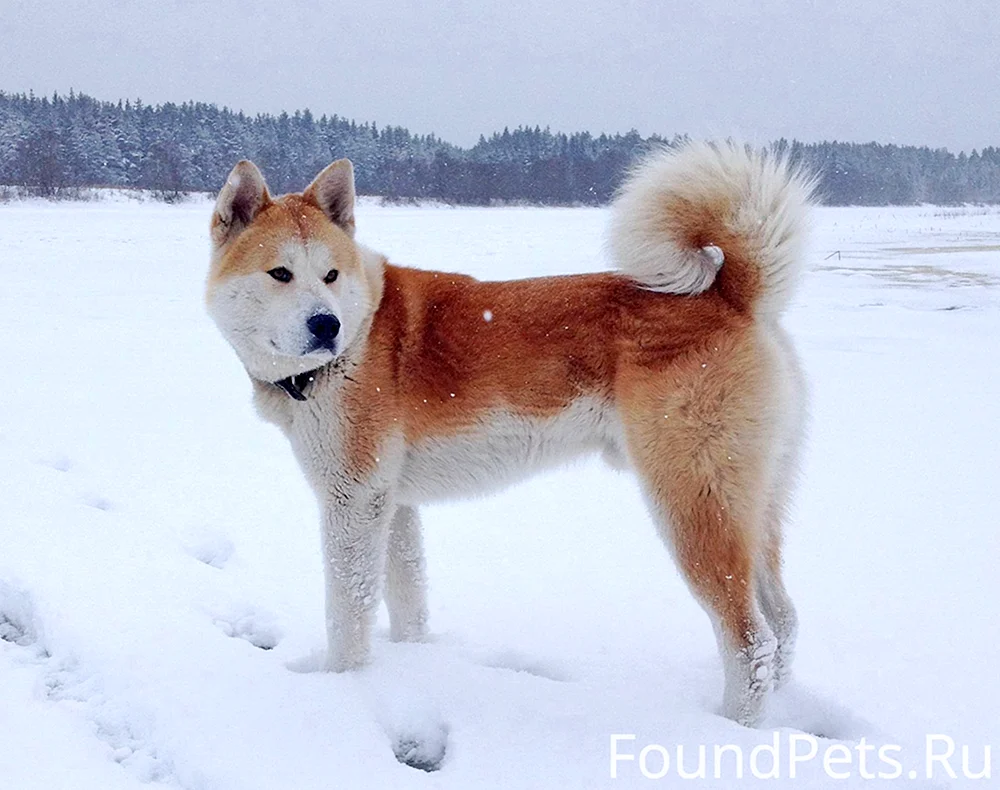 Husky Akita