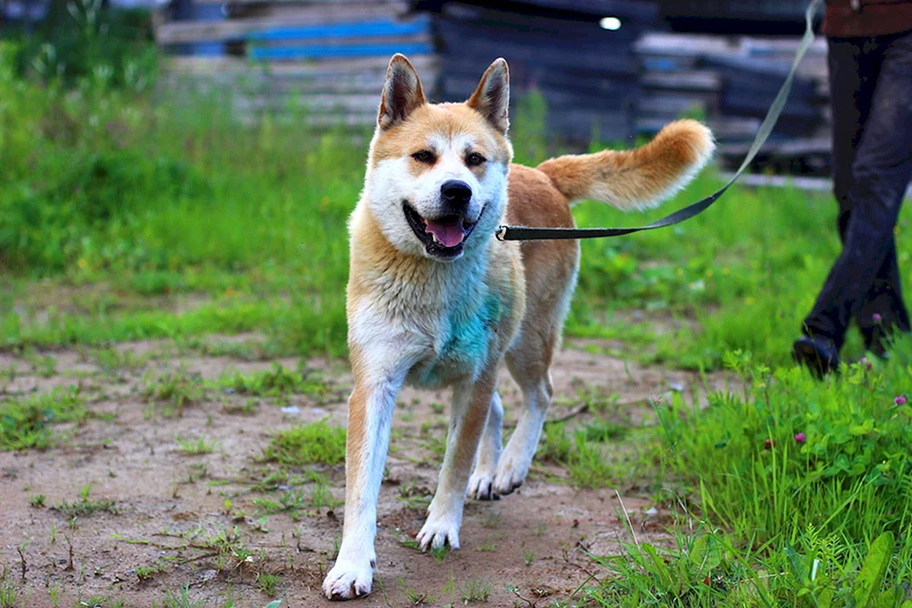 Akita Inu