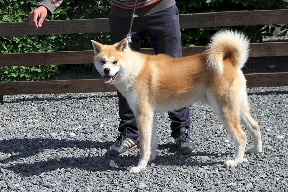 Akita inu