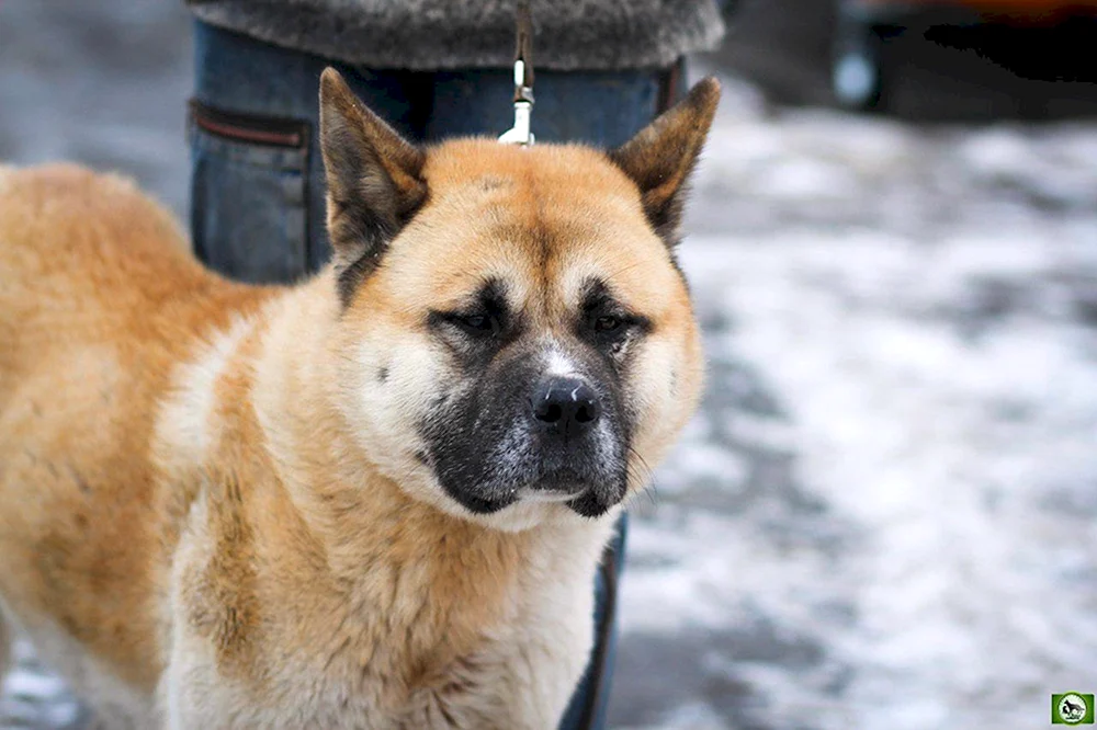 Akita inu
