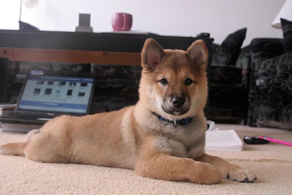 Akita inu