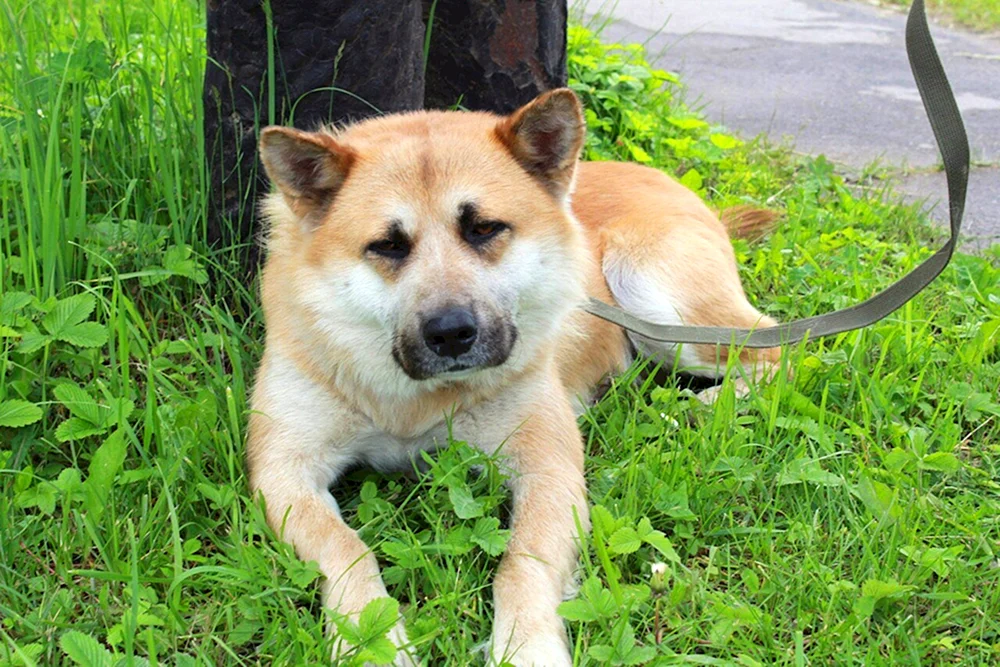 Akita inu