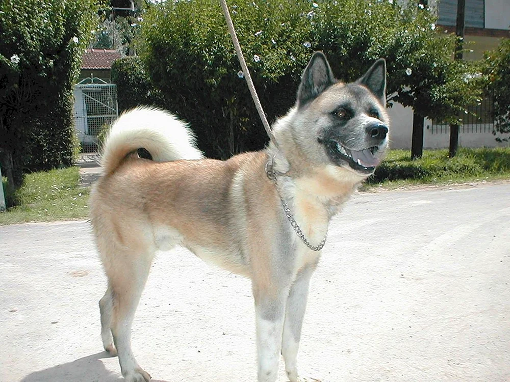Akita inu