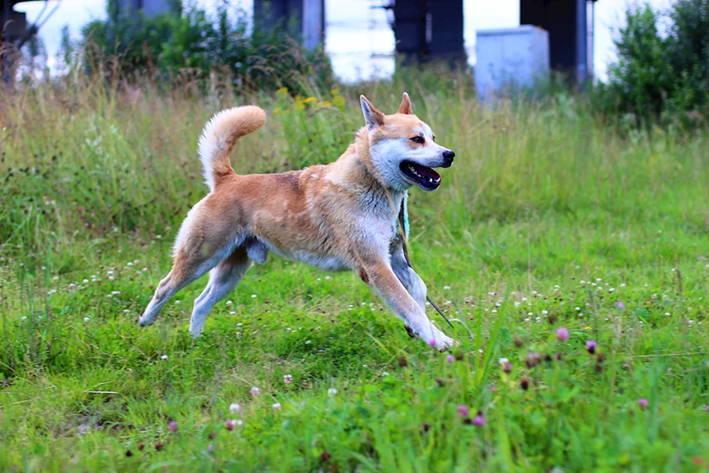 Akita inu