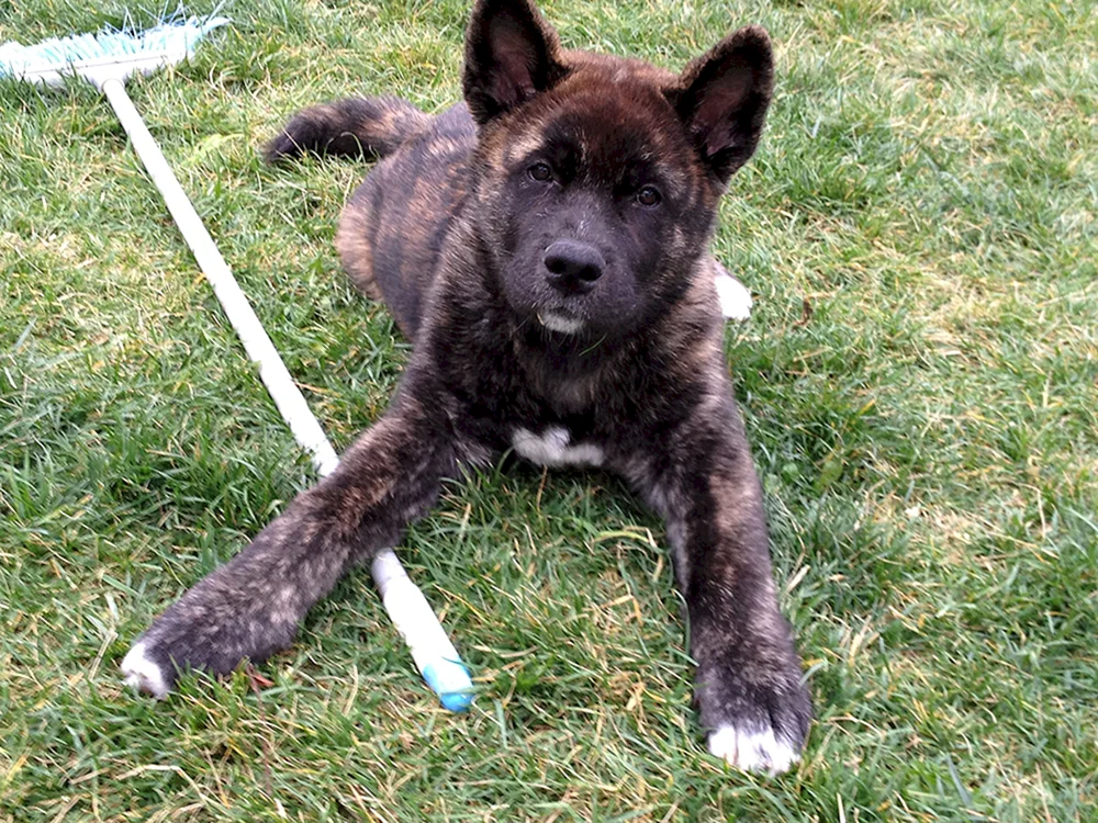 Akita and husky inu