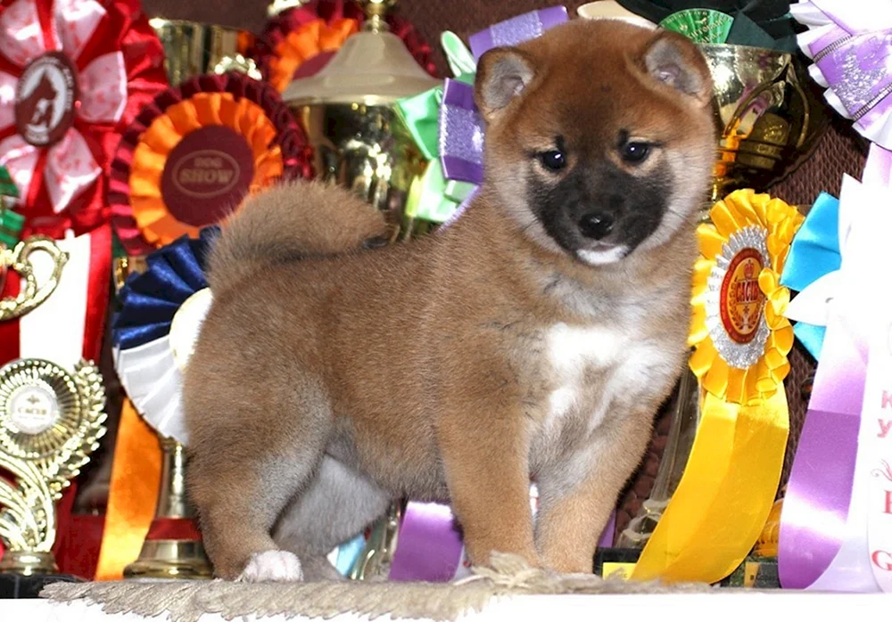 Amerikanischer Schäferhund Akita