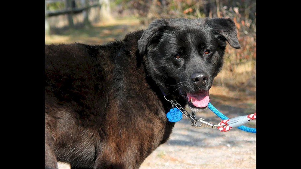 Labrador und Schäferhund-Mix