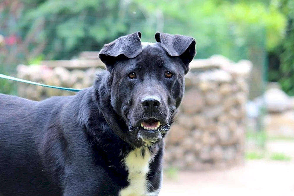 Staffordshire Terrier Kane Corso métis