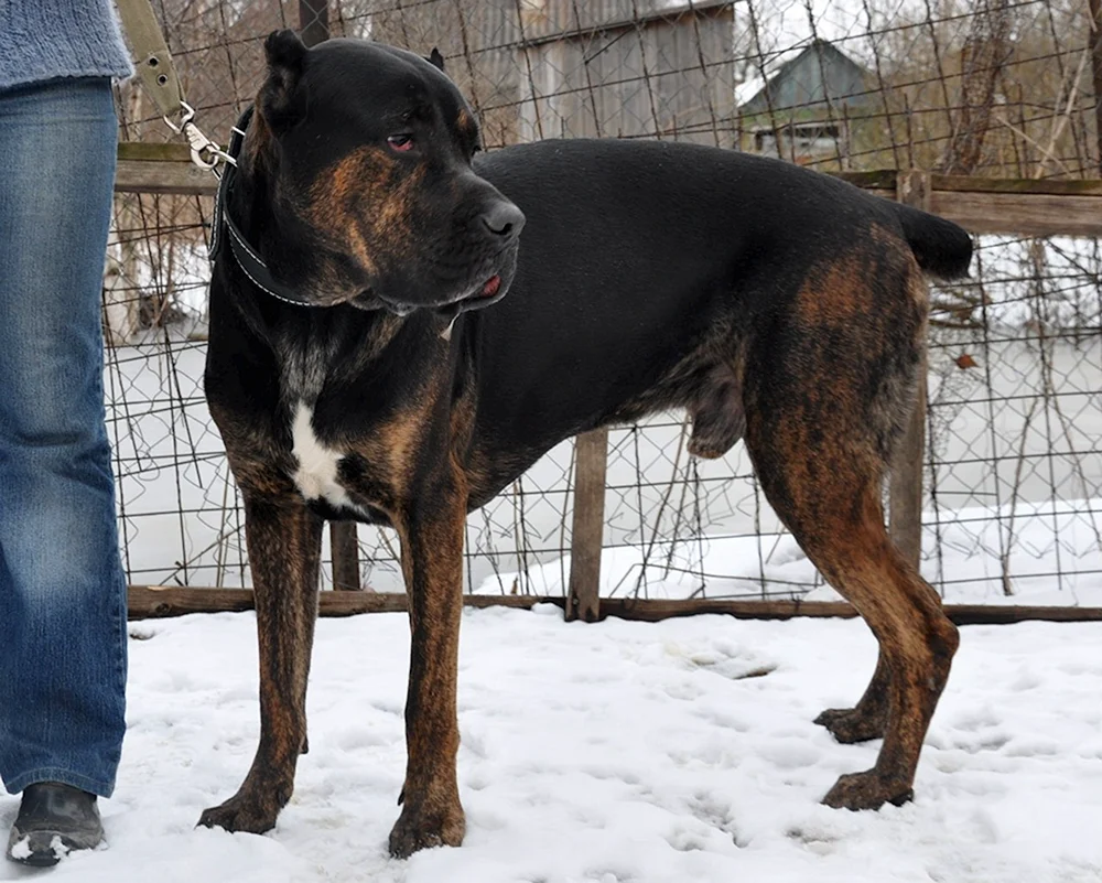 Kane Corso und Dobermann