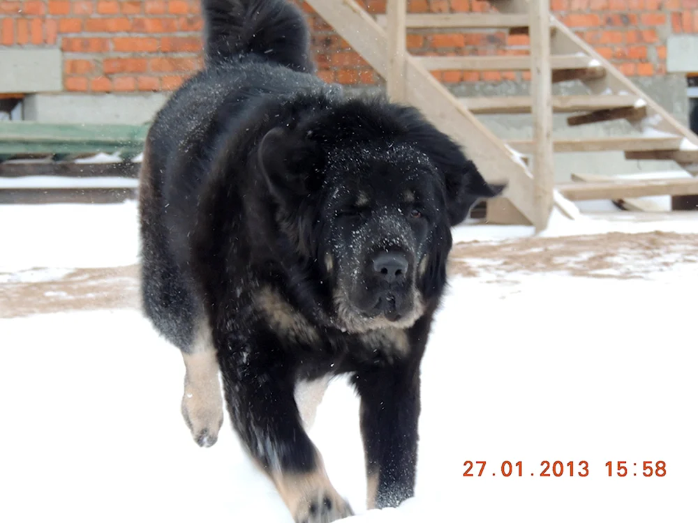 Mestis Alabai Tibetischer Mastiff