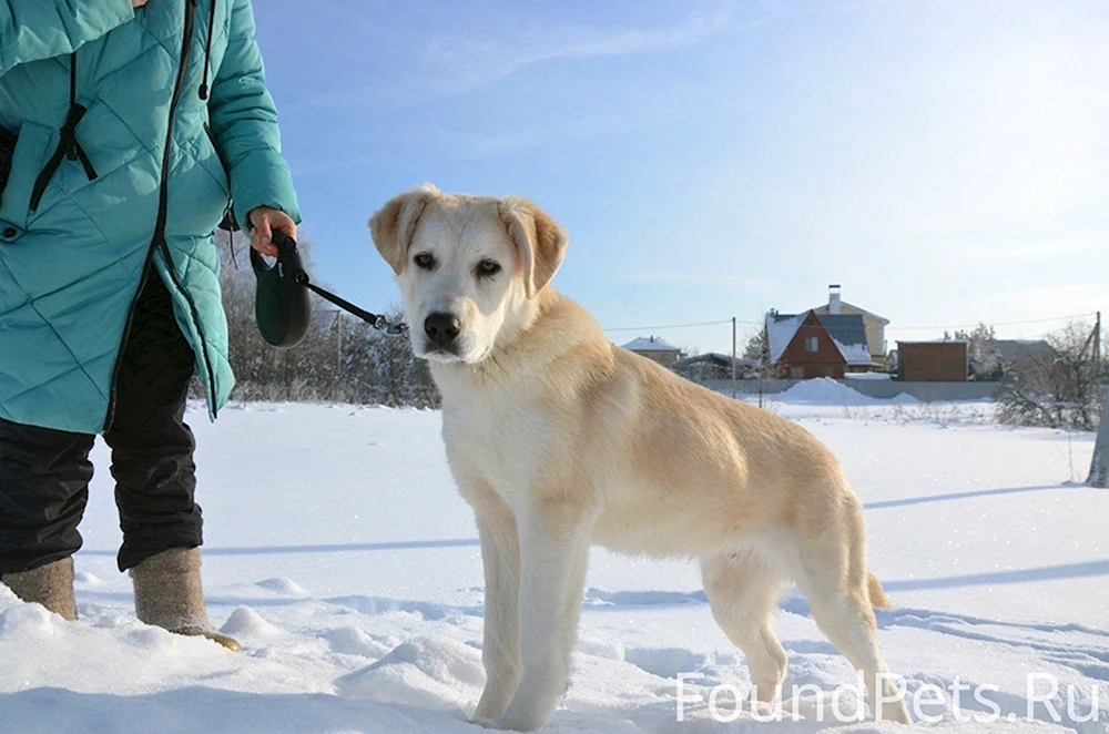 Alabai und Labrador