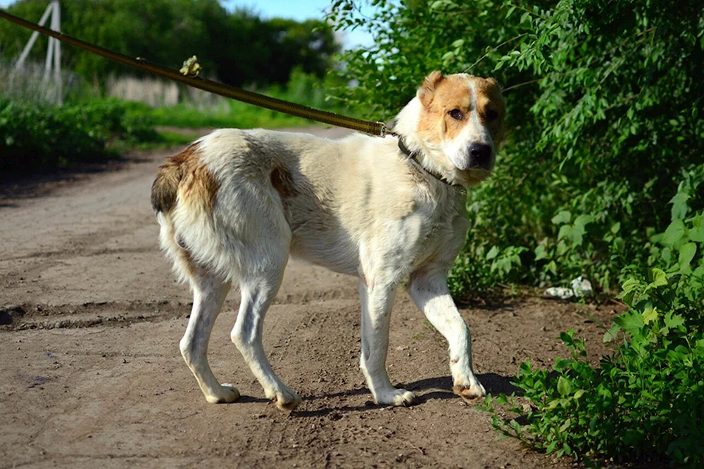 Métis Alabai und Husky