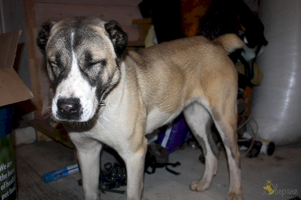 Alabai und Husky