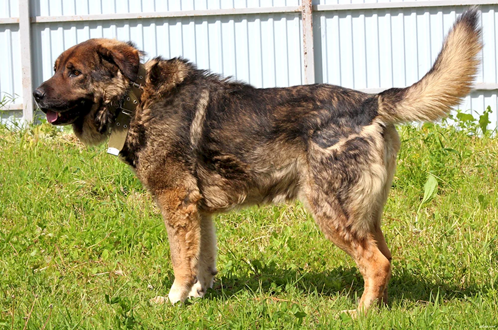 Mestiz Alabai und Mastiff