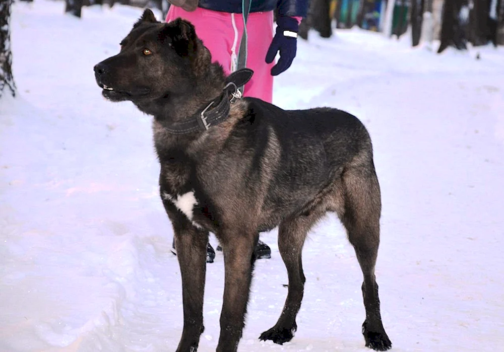 Alabai und Deutscher Schäferhund-Mix