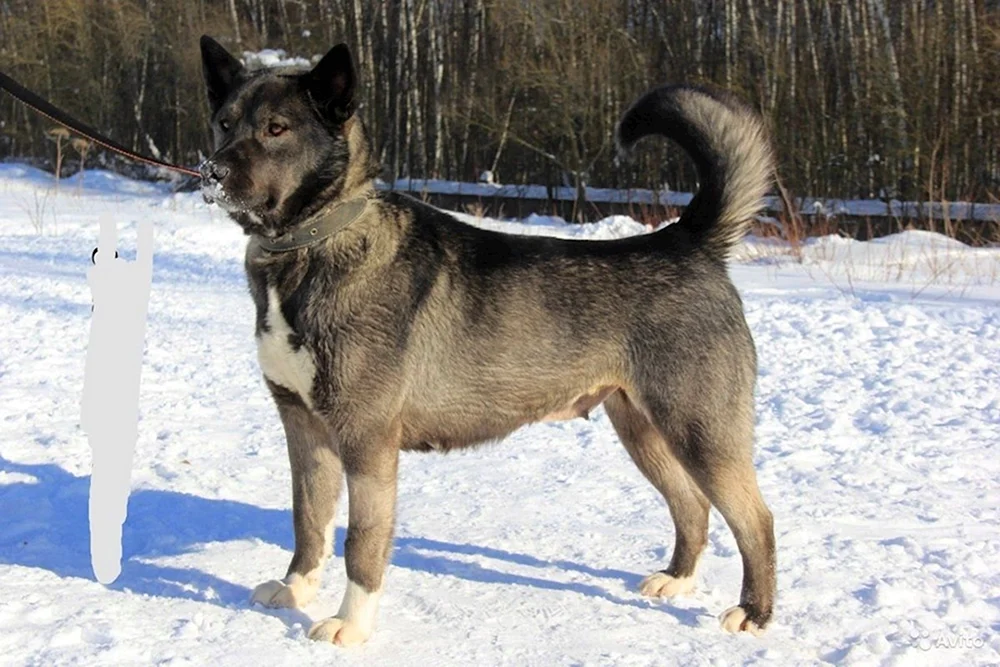 Akita inu