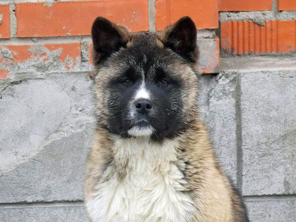 Amerikanischer Okitainu