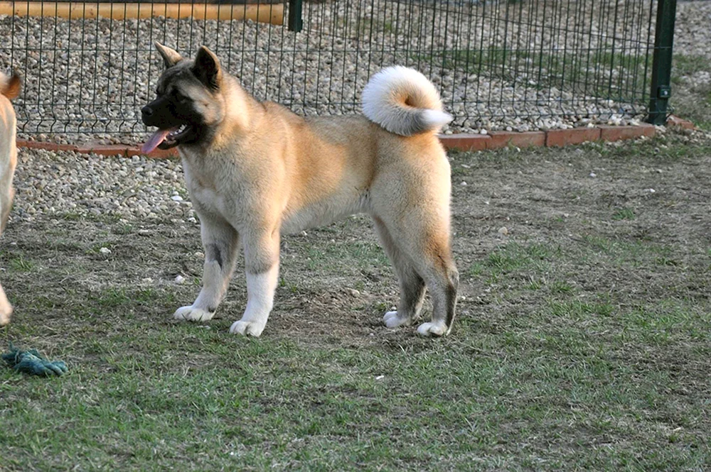 Akita Inu