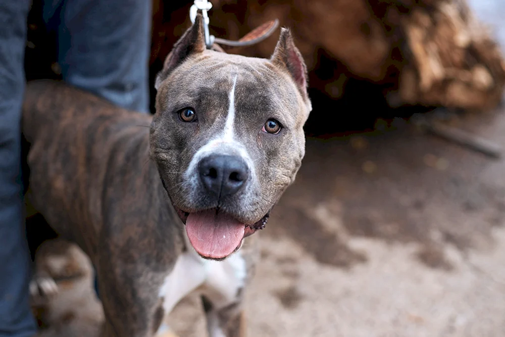 Amstaff-Mischling