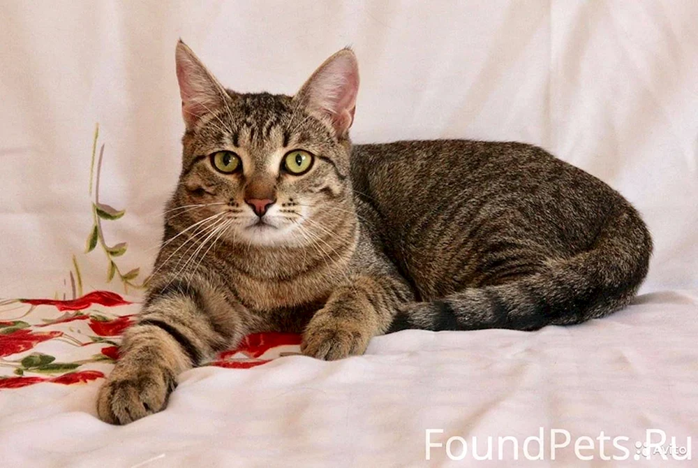 Bengal métis cat