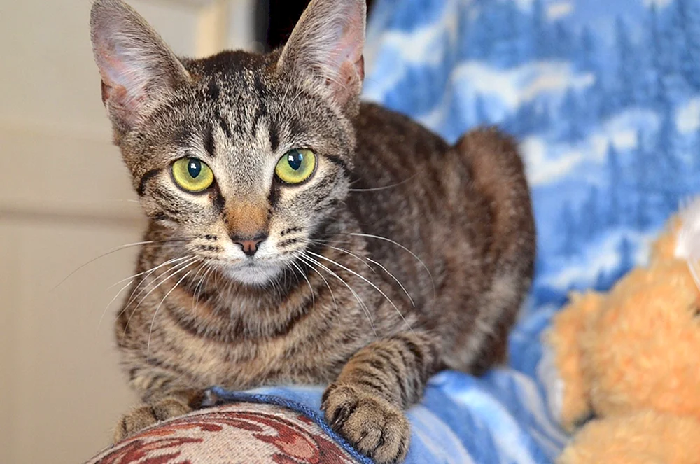 Bengal métis cat. Métis Katze