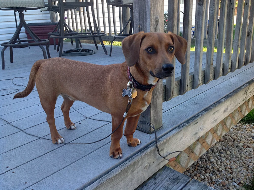 Dachshund-Mischling.