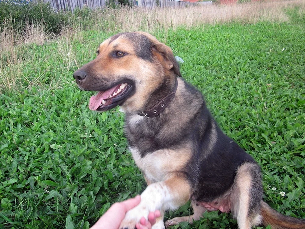 Beagle und Schäferhund