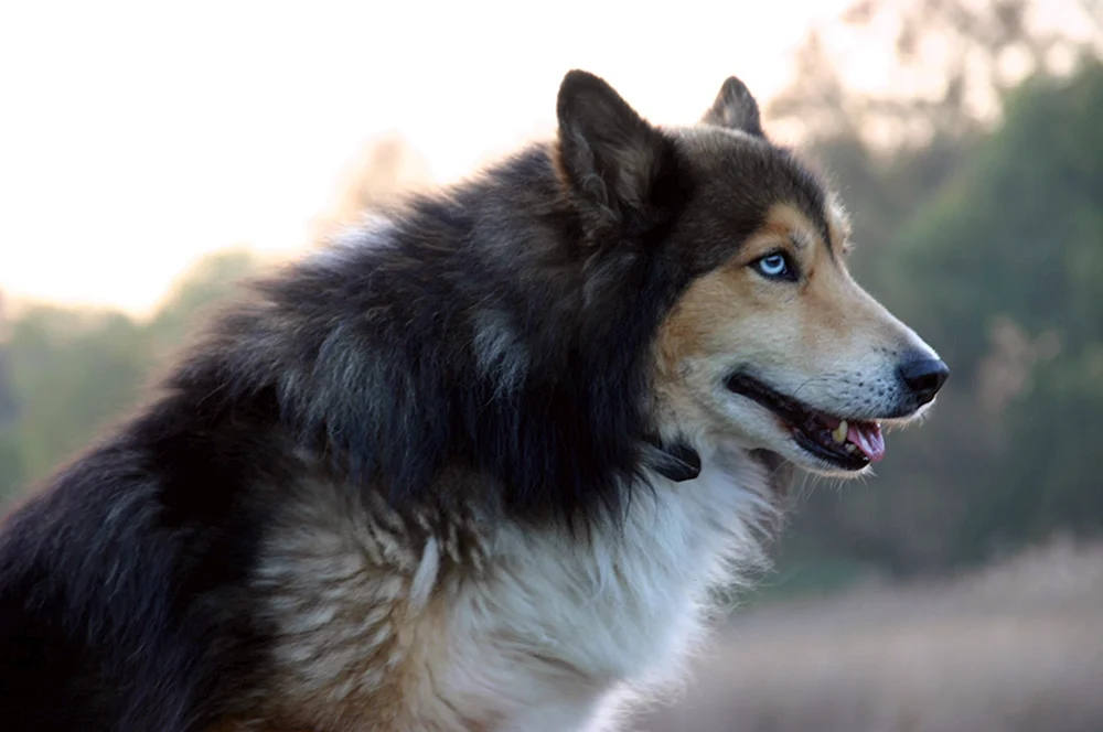 Border Collie und Husky Mix
