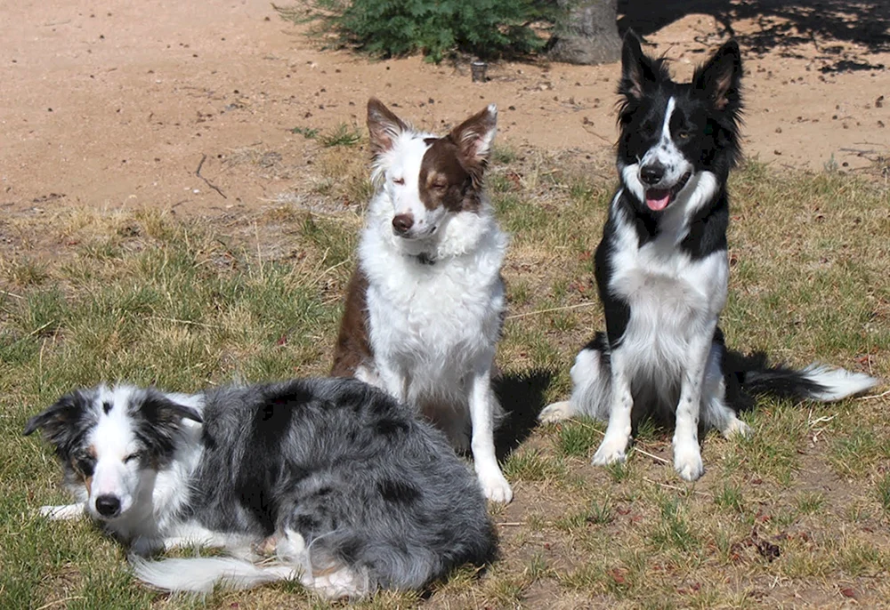 Border Collie und Husky