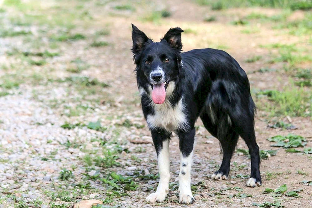 Border Collie und Husky Mix
