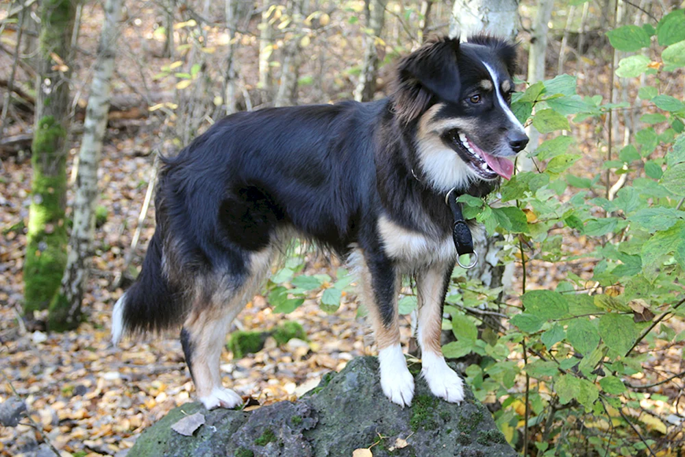 Border Collie und Schäferhund Mix