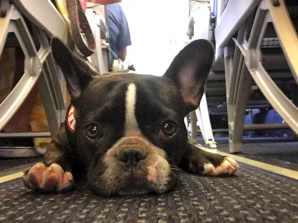 Boston Terrier Bulldogge