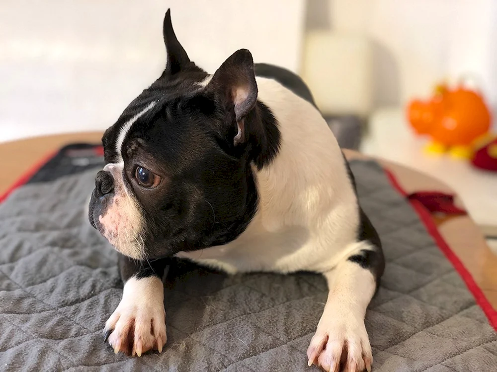 Métis Französische Bulldogge