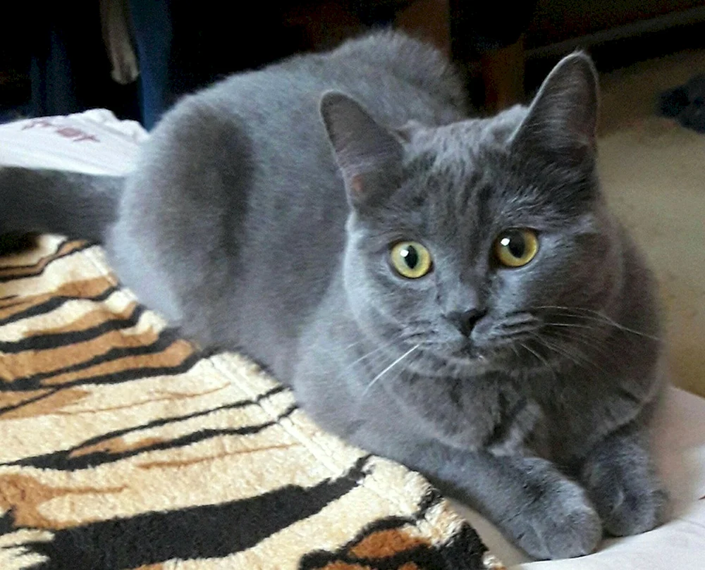 Scottish lop cat mix