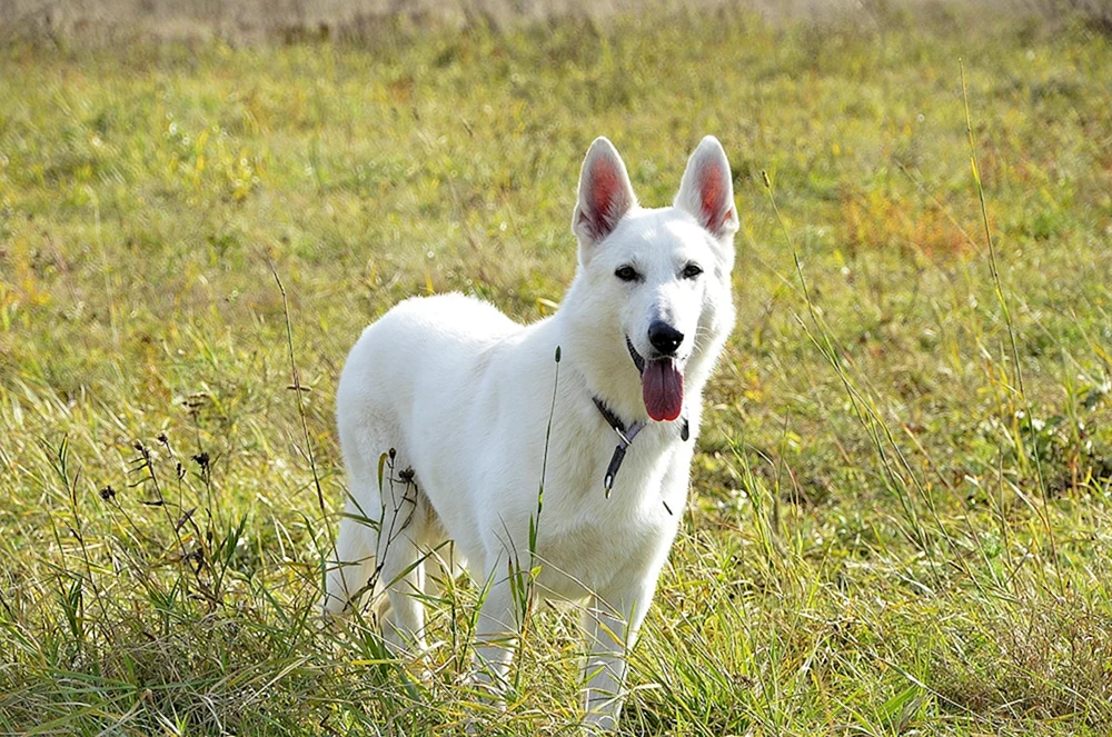 Métis BCHO