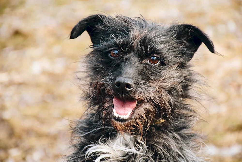 Schwarzer Terrier Métis