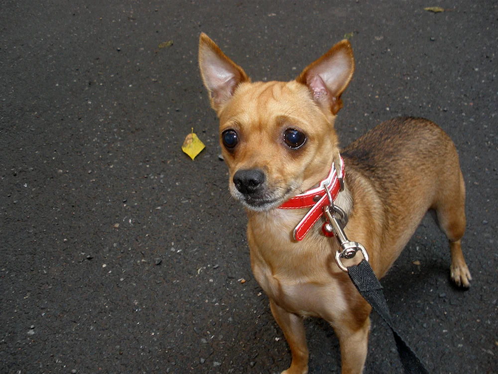 Chihuahua métis mit Mischling