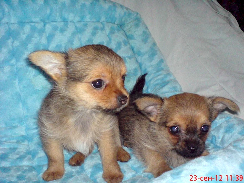 Pekingese plus Chihuahua