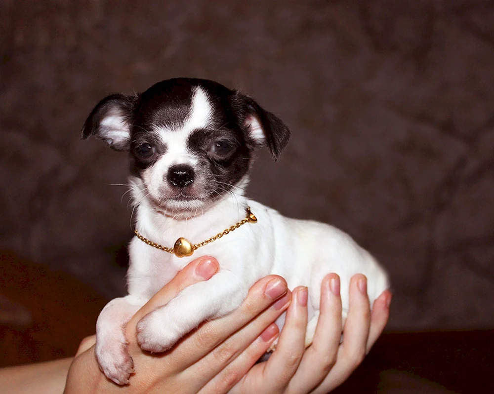 Mestiz Mopsa und Chihuahua