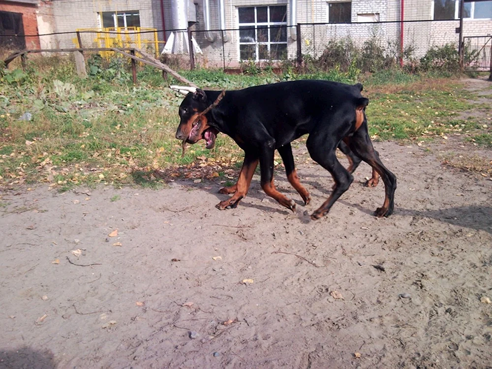 Zwergpinscher Russell métis