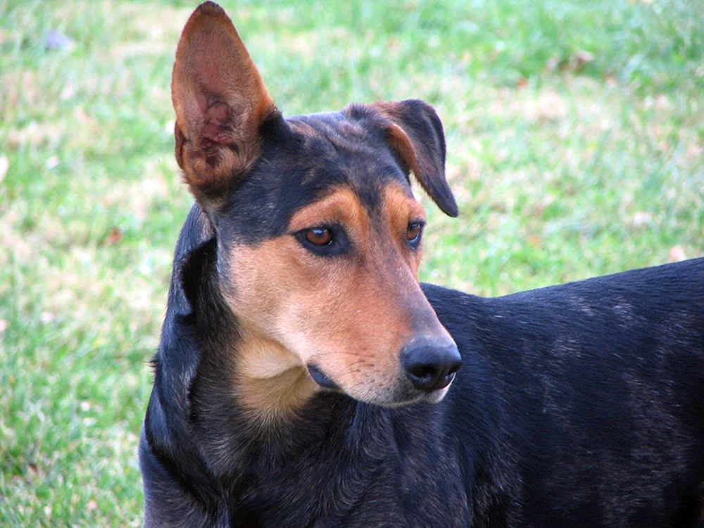 Dobermann und Bullterrier