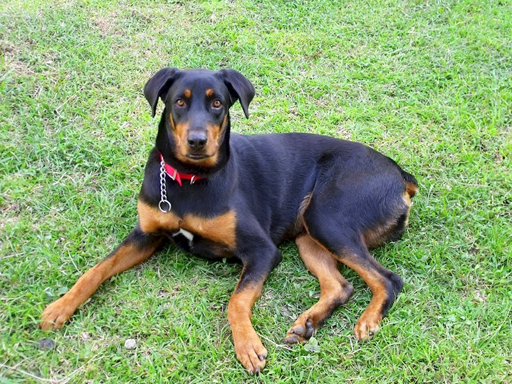 Dobermann métis
