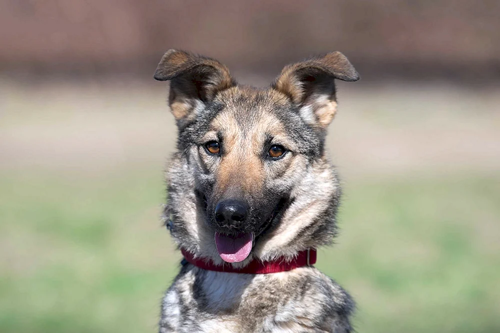 Kaukasischer Schäferhund mestiz mongrels