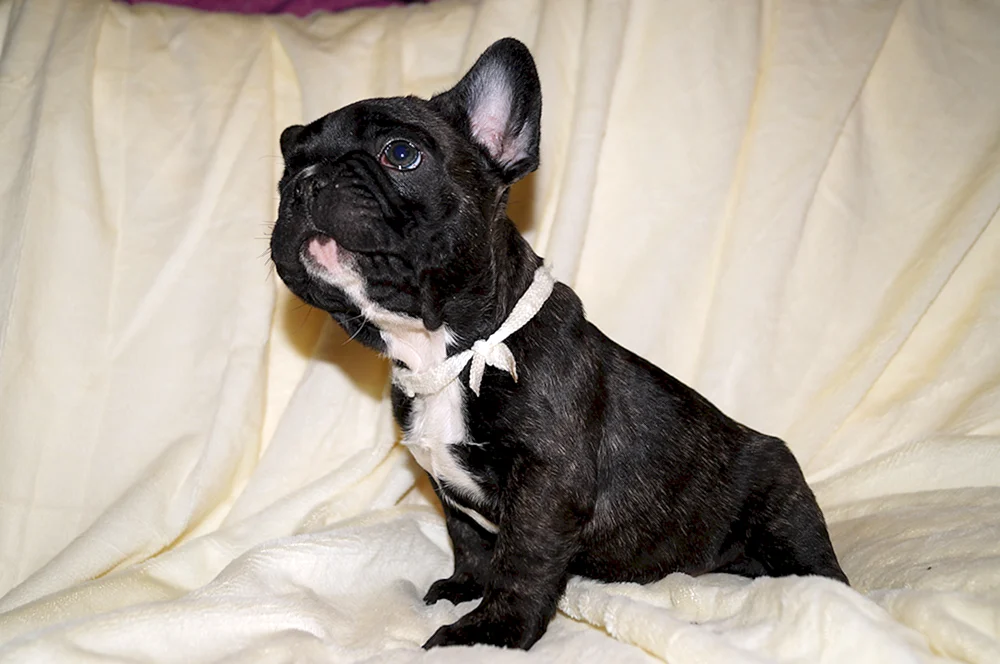 Jack Russell und Französische Bulldogge métis