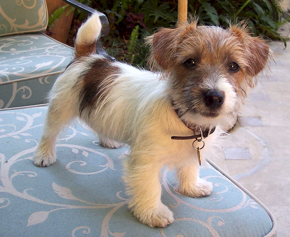 Jack Russell métis und Yorkie