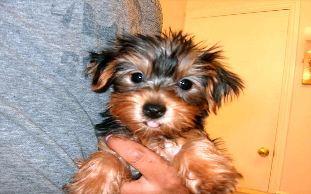 Yorkshire Terrier Mix